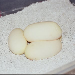 More of Juliets eggs