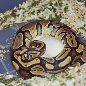 Juliet guarding eggs