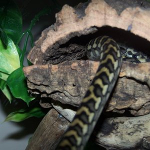 Luci