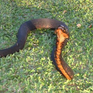 Black Fiji Boa reared up