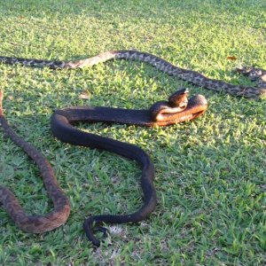 Bleack, Grey and Brown morphs of Fiji Boa