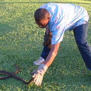 Fijiand Handler with bad tempered grey boa