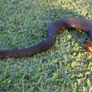 Black morph whole body