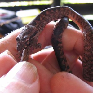 Neonate Fiji boa feeding 1