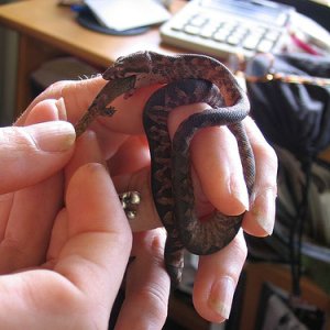 Neonate Fiji boa feeding 2