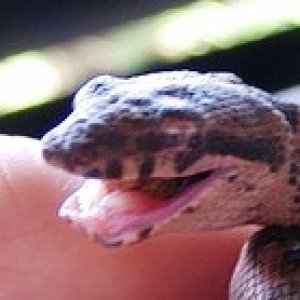 Smile