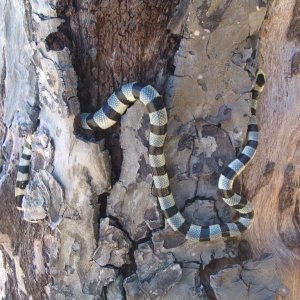 Fiji Sea Snake 1