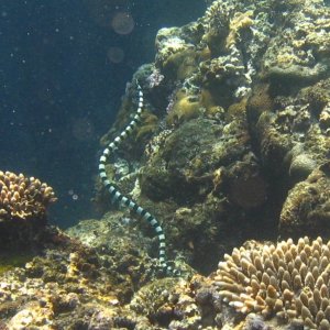 Fiji Sea snake underwater