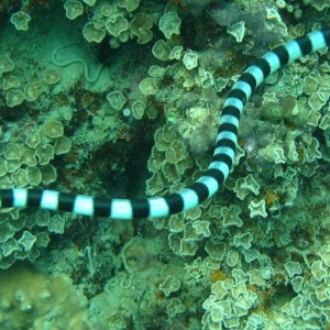 Fiji Seasnake face underwater