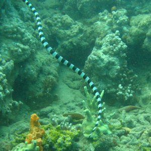 Fij iseasnake hunting underwater