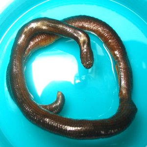 Fiji Blindsnake