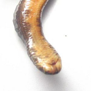 Fiji Blindsnake mouth