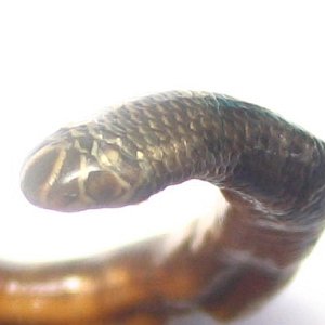 Fiji blindsnake head