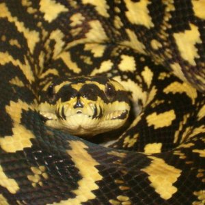 Male Jungle
