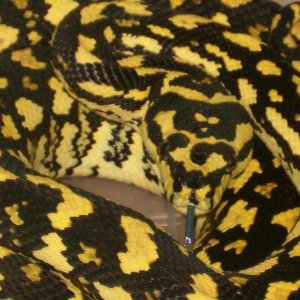 Female Jungle