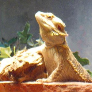 Cool Dragon Pose