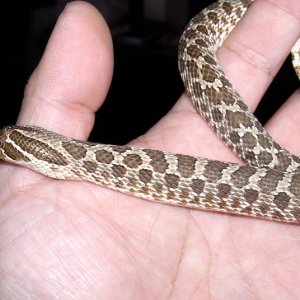Western Hognose