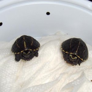 3-Striped Mud Turtles