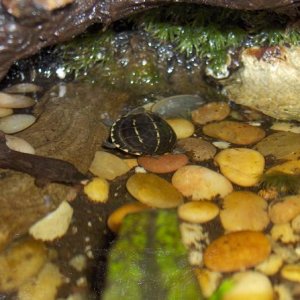 3-Stripe Mud Turtle in Vivarium