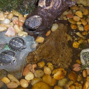 3 Stripe Mud Turtles in new Vivarium Home