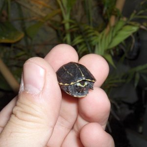 3-Striped Mud Turtle Close-Up