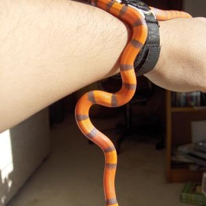 Hypomelanistic Honduran Milksnake