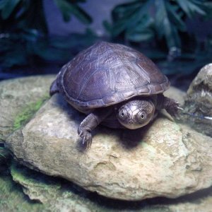 African Sideneck