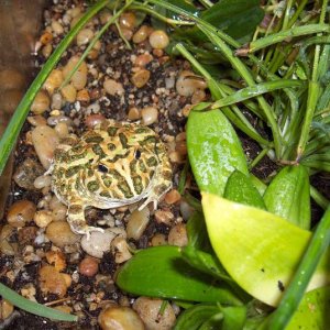Pacman Frog in Vivarium
