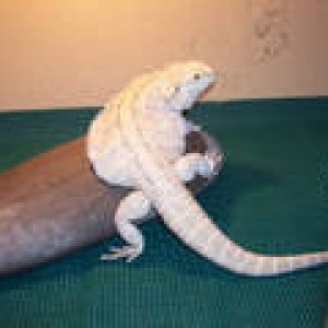 Leusistic X Snow