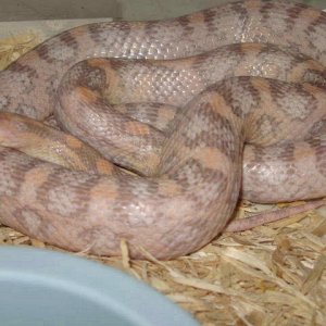 adult hypo Lavender Parent