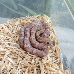 '07 hypo Lavender male