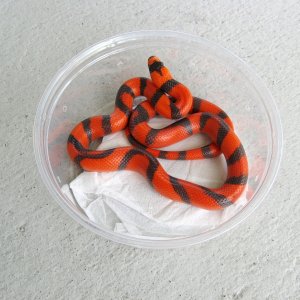 aberrant hypo pic #2
