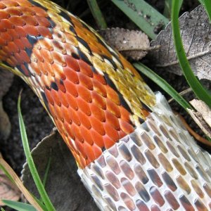 Cornsnake shedding (macro)