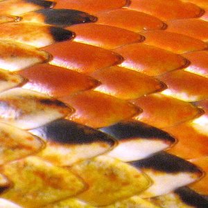 cornsnake scales (macro)