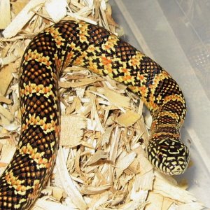 male brooksi