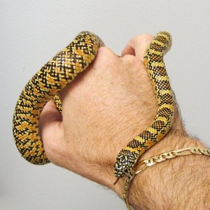 male brooksi