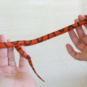 aberrant hypo Honduran