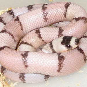 "Ghost" Honduran