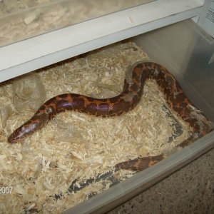 Regular phase adult female