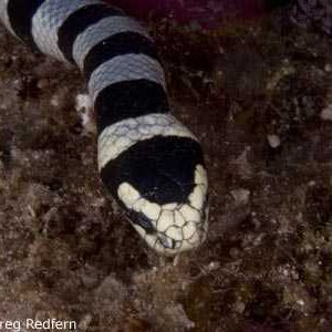 Fiji Seasnake face