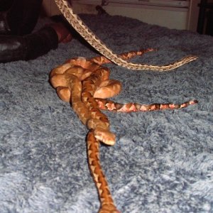 3 Yearling baby Fiji Boas