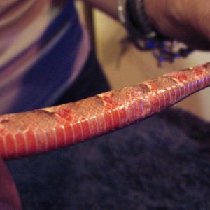 1 tail