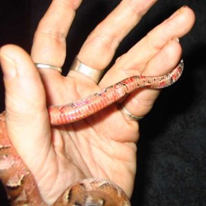 2 tail
