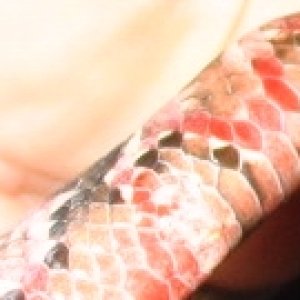 2 tail close up