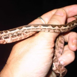 3 tail