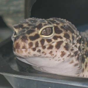 female gecko normal