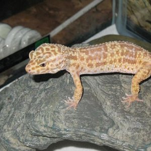 allbino lgecko female
