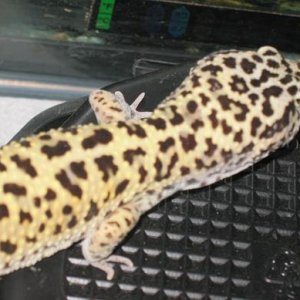 male high yellow gecko 3