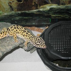 male high yellow gecko 1