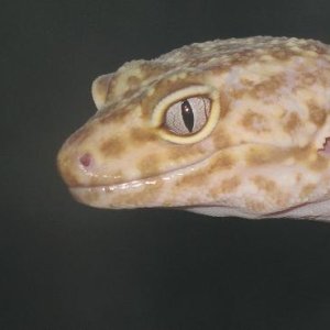 female albino 3 gecko closeup